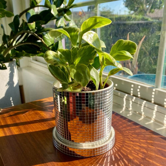 Pot de décoration de plantes disco  Decor Harmony